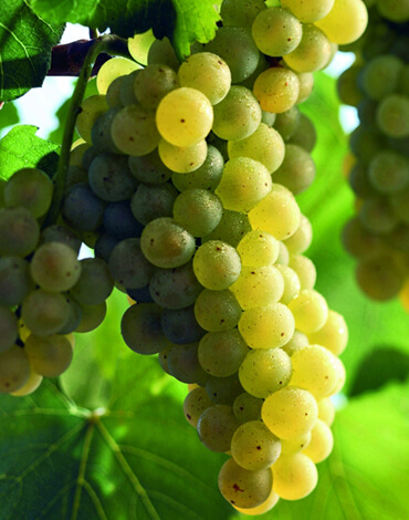 Σαρντοννε / Chardonnay | Οινοποιήσιμες Λευκές Ποικιλίες